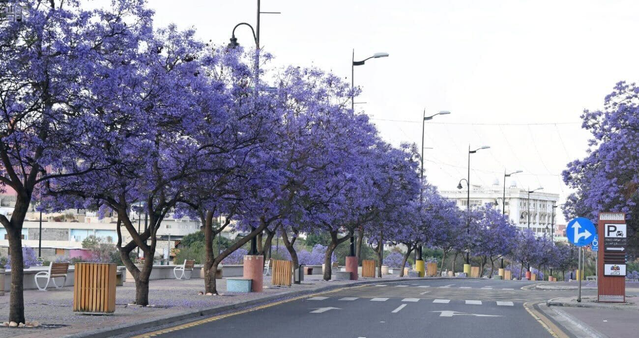 Explore Abha: A tour between nature and heritage