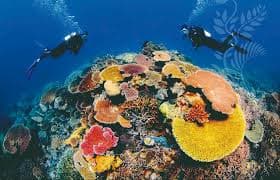 diving experience in Al-Khobar
